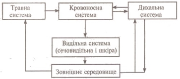 http://subject.com.ua/lesson/biology/9klas/9klas.files/image207.jpg